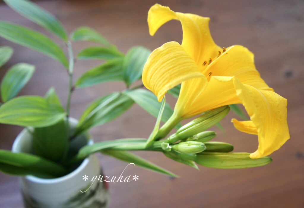 金針菜】萱草のつぼみ | くらしの薬膳salonゆず葉